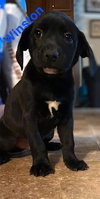 Winston