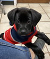 Winston