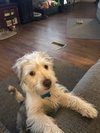 Eli