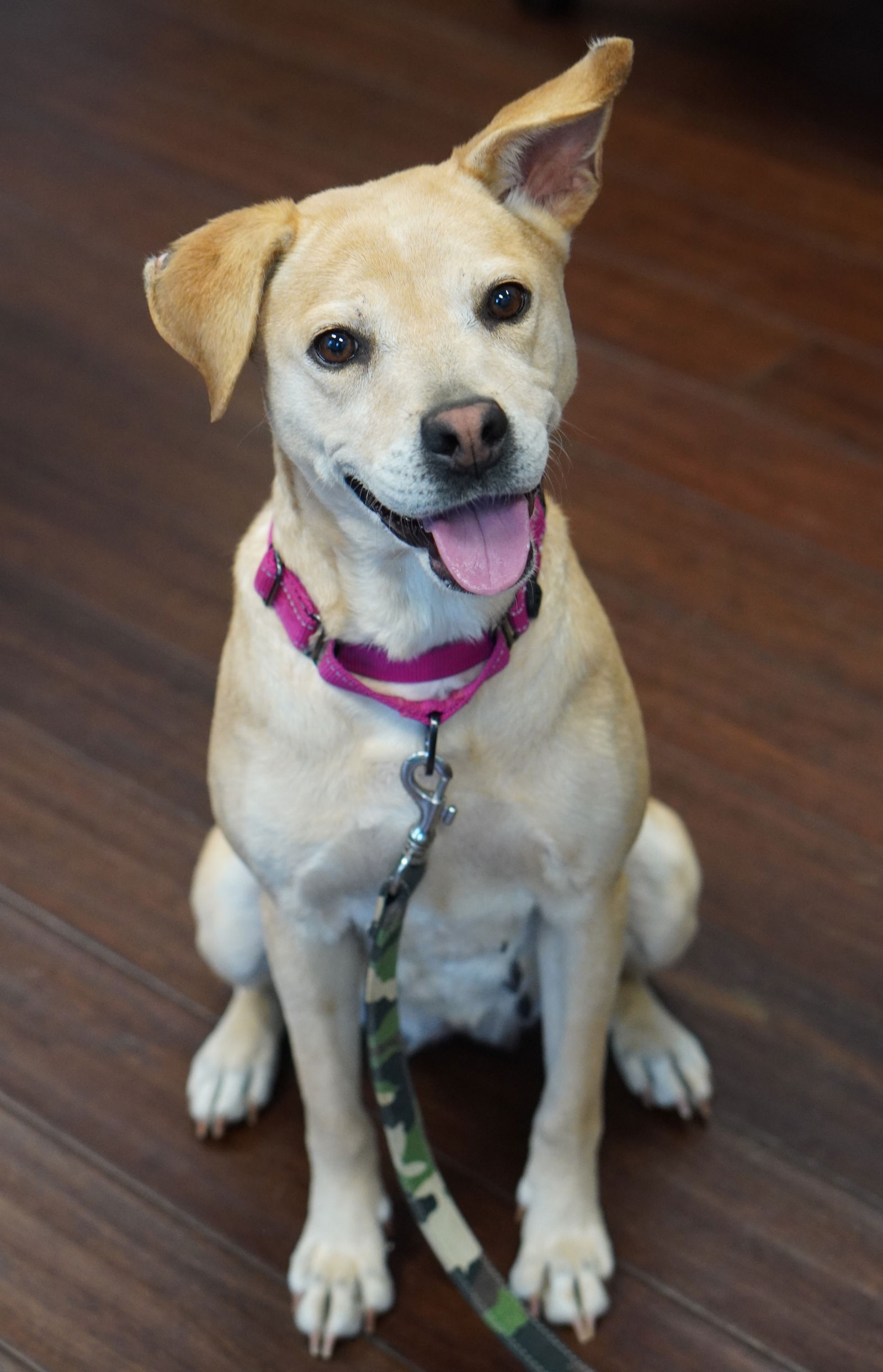 adoptable Dog in Holly Springs, NC named Peaches