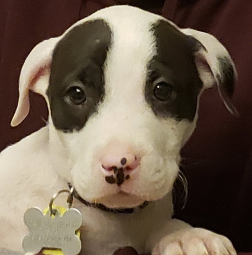 Mookie