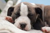 Cuddles