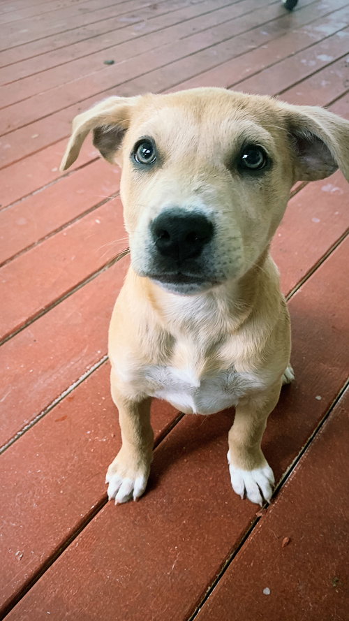Finley