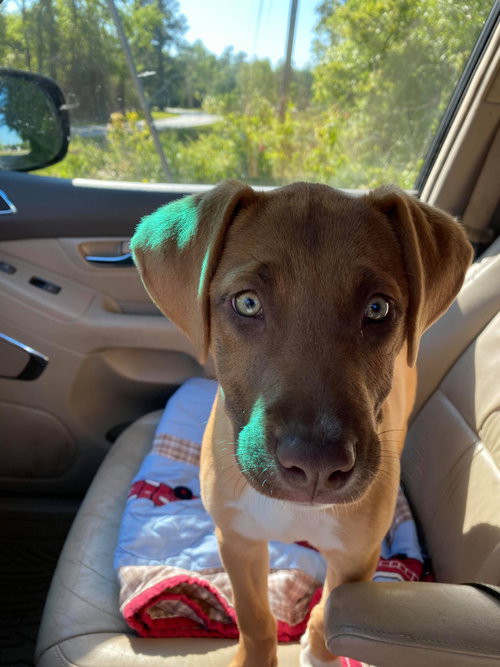 Roxy