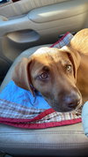 Roxy
