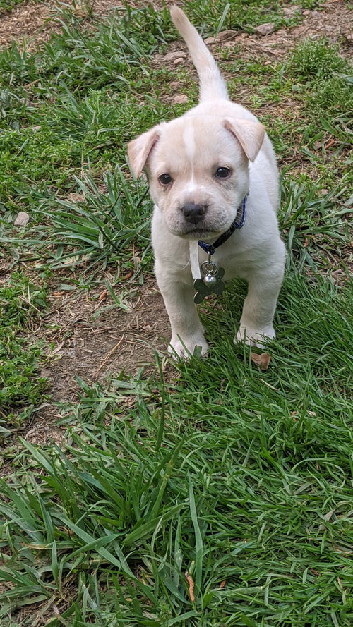 Watson