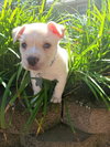 Watson