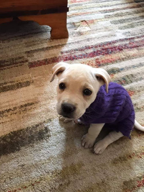 Stella