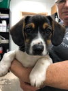 Waylon