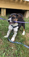Waylon