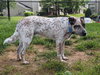 Boone-Courtesy