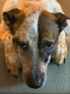 Boone-Courtesy