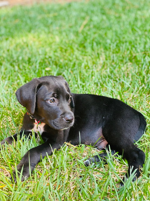 Moose