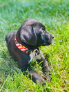 Moose