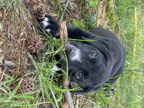 Pongo