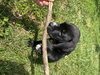 Pongo