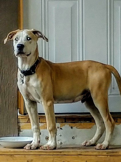 Bo
