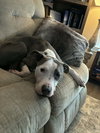 Buster