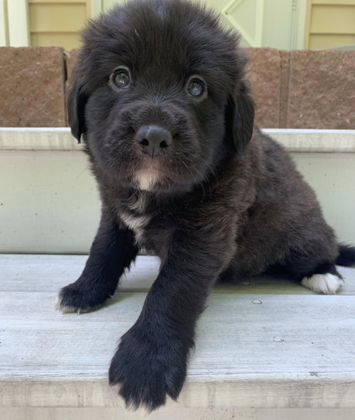 Yogi