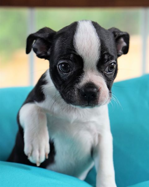 Lola