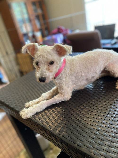 Roxie
