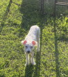 Roxie