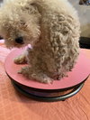 Roxie