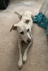 Tyson