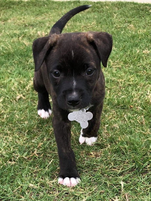 Miss Luna