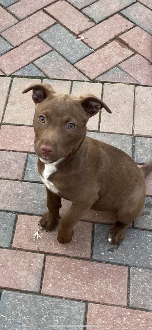 Mimi