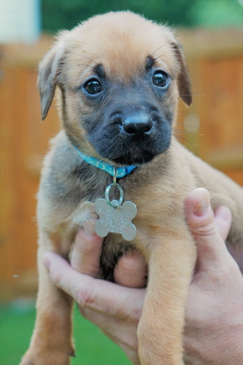 apollo