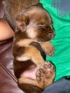 Snickers