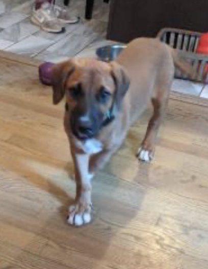 Bowie