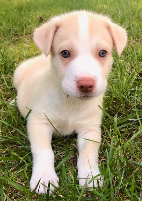 Sammy