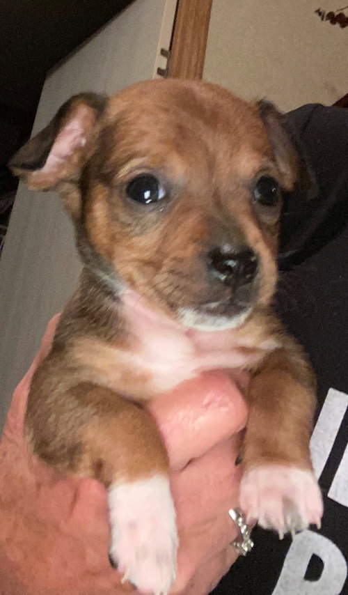 Cinnamon