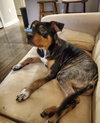 Gus
