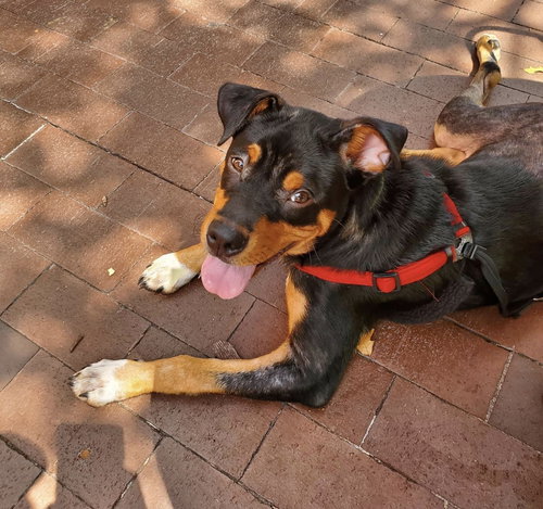Gus