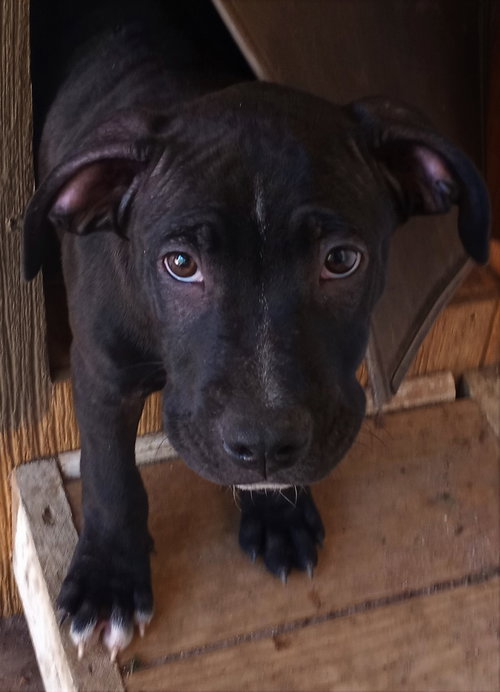 Onyx