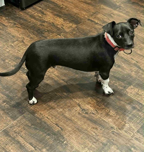 Smudge - Bonded to Bella