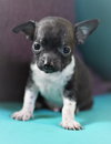 Smudge - Bonded to Bella