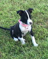 Bella