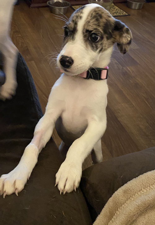 Lila