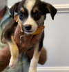 Oscar