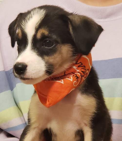 Oscar