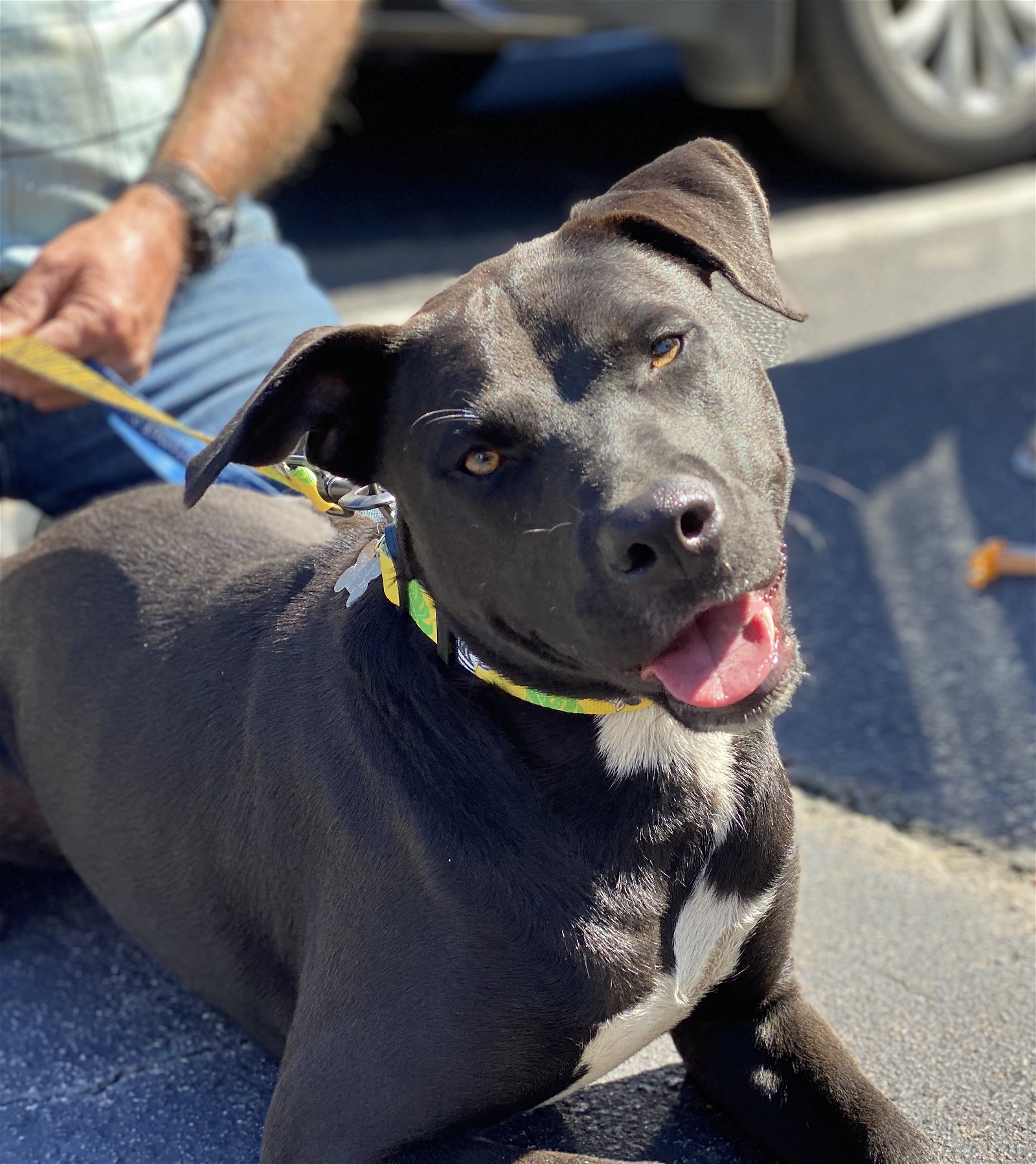 adoptable Dog in Holly Springs, NC named Nation