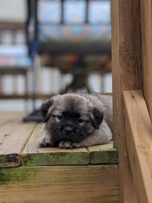 Roscoe