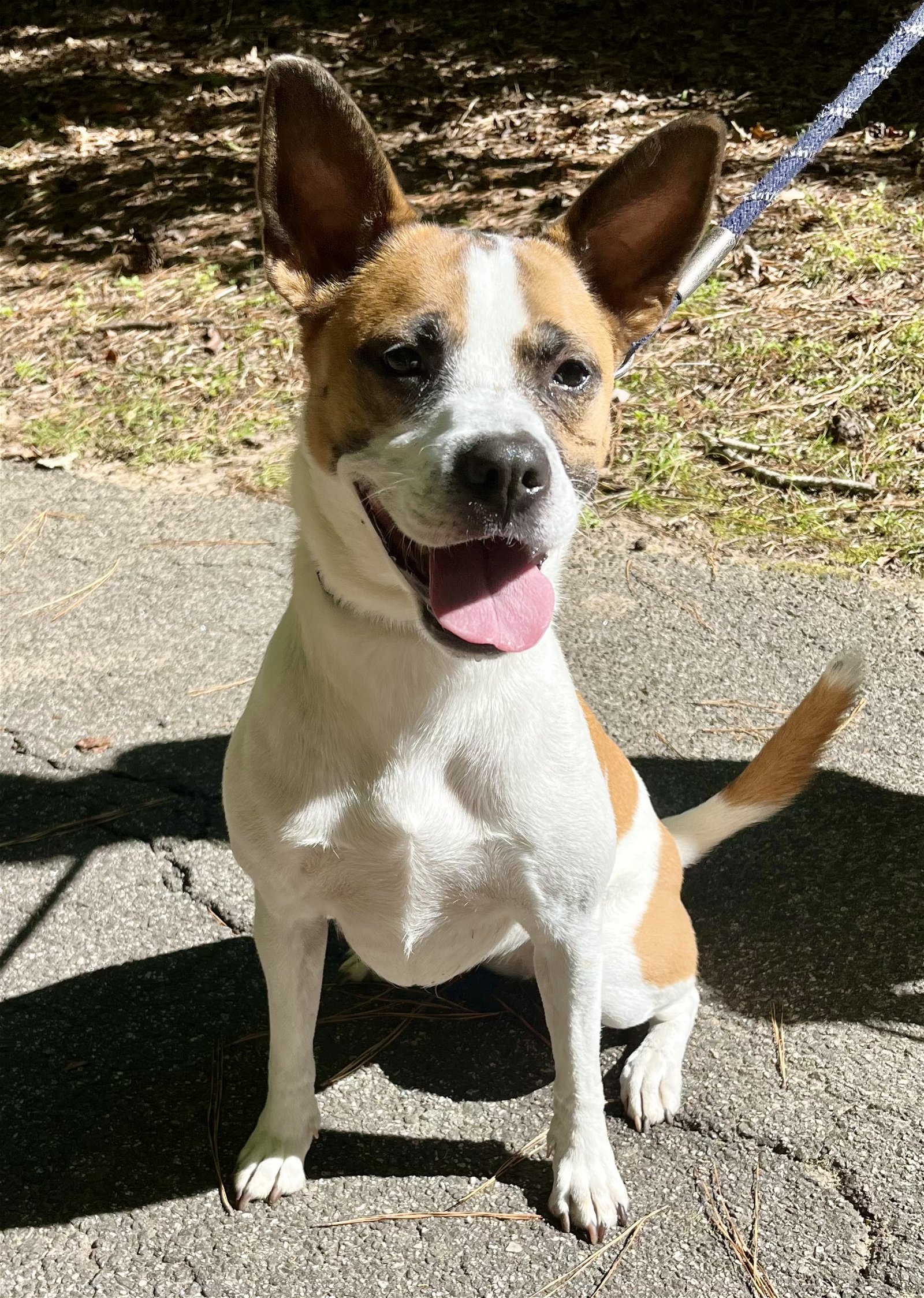adoptable Dog in Holly Springs, NC named Lola