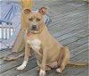 adoptable Dog in holly springs, NC named Bonnie