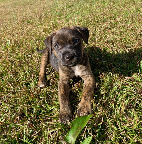 Lucy