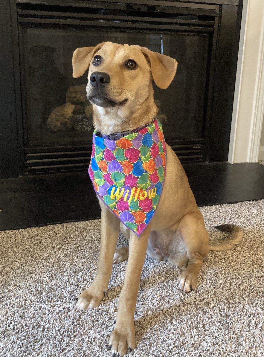 adoptable Dog in Holly Springs, NC named Willow